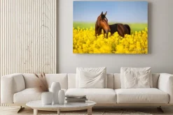 Obraz: Bay horse with long mane on rape field