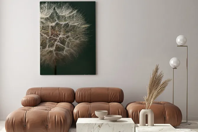 Obraz: Beautiful fluffy dandelion flower with water drops on dark green
