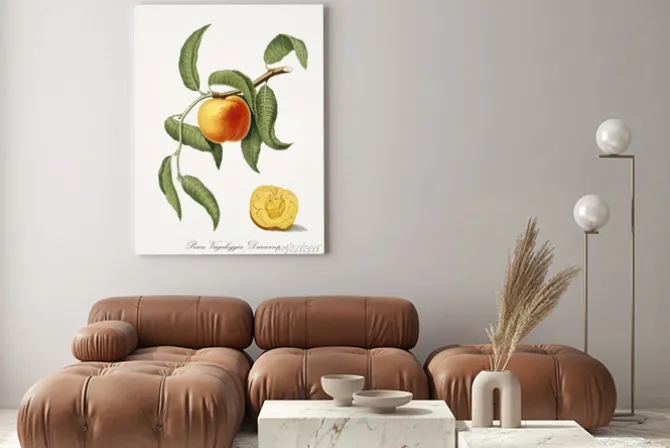 Obraz: Brzoskwinia na gałązce w stylu rysunku botanicznego retro