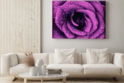 Obraz: Ciemnofioletowy wzrósł tła