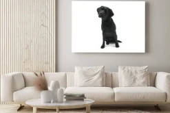 Obraz: Czarny labrador na białym tle