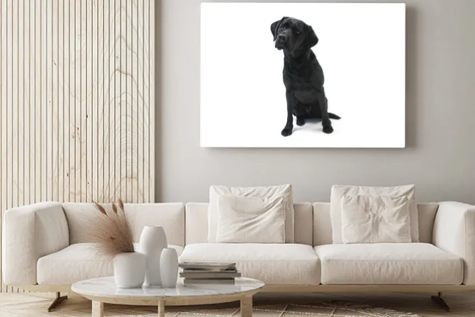 Obraz: Czarny labrador na białym tle