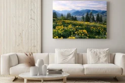 Obraz: Hiking in washington. meadows with arnica and lupine wildflowers