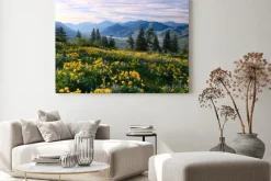 Obraz: Hiking in washington. meadows with arnica and lupine wildflowers