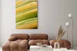 Obraz: Kolby kukurydzy