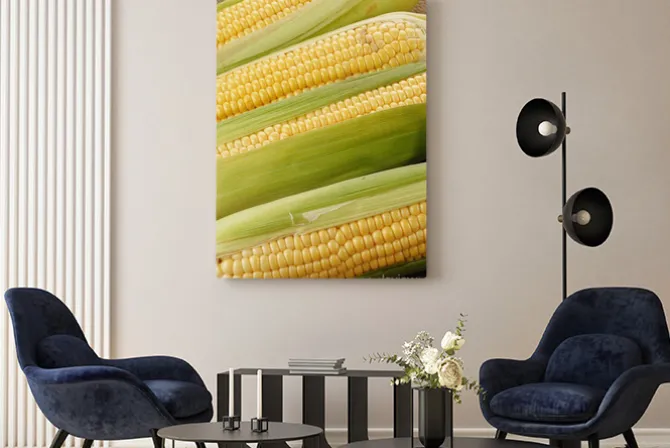 Obraz: Kolby kukurydzy