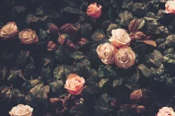 Obraz: Kremowe róże vintage