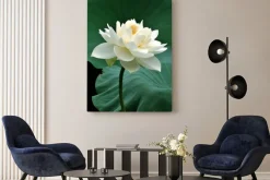 Obraz: Kwiat lotosu kwiatu