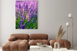 Obraz: Kwitnąca lawenda w polu o zachodzie słońca w prowansji, francja