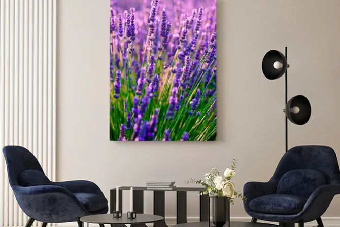 Obraz: Kwitnąca lawenda w polu o zachodzie słońca w prowansji, francja