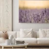 Obraz: Kwitnące pole lawendy