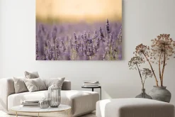 Obraz: Kwitnące pole lawendy