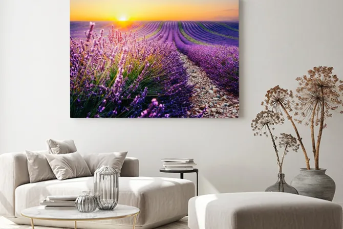 Obraz: Lawendowe pole o zachodzie słońca