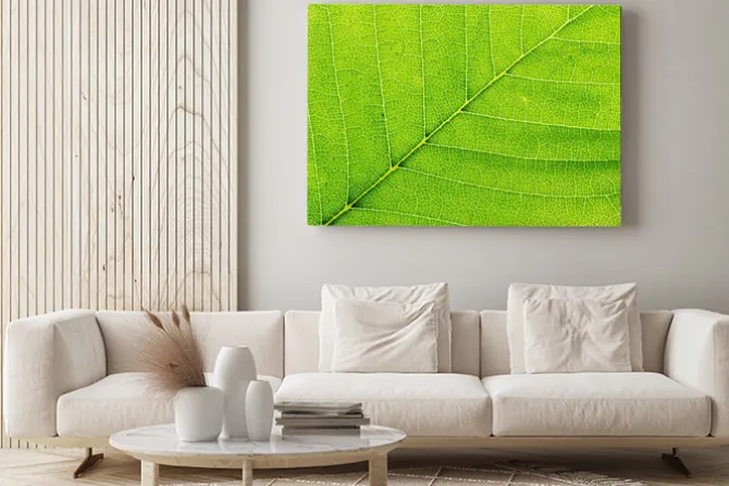 Obraz: Liść z bliska roślin. macro.