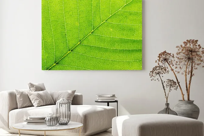 Obraz: Liść z bliska roślin. macro.