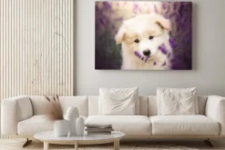 Obraz: Mały biały pies wśród pola lawendy