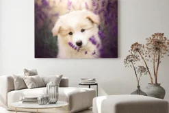 Obraz: Mały biały pies wśród pola lawendy