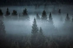 Obraz: Mglisty krajobraz las iglasty