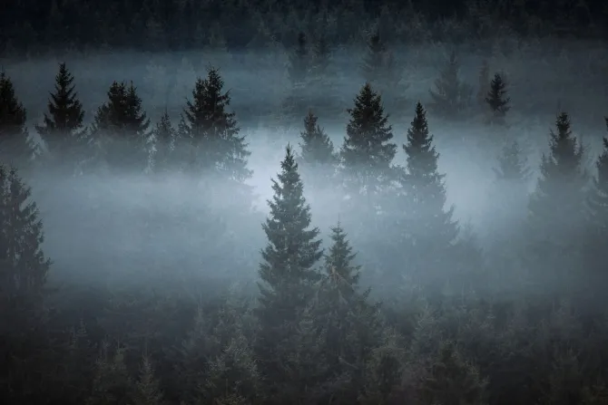 Obraz: Mglisty krajobraz las iglasty