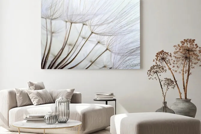 Obraz: Nasiona dmuchawca w dużym zbliżeniu