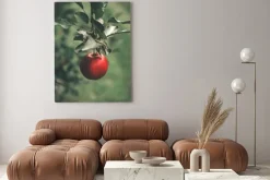 Obraz: Organic apples hanging from a tree branch in an apple orchard