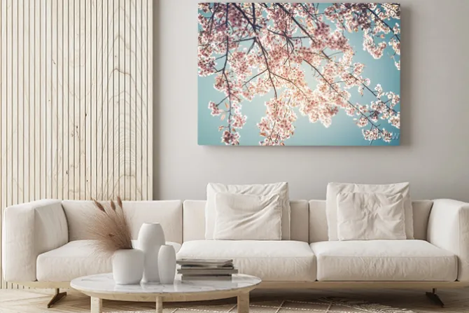 Obraz: Piękne zabytkowe drzewo kwiat sakura (kwiat wiśni) na wiosnę