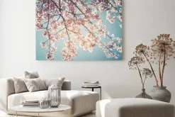 Obraz: Piękne zabytkowe drzewo kwiat sakura (kwiat wiśni) na wiosnę