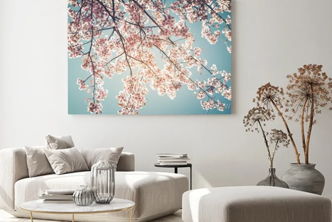 Obraz: Piękne zabytkowe drzewo kwiat sakura (kwiat wiśni) na wiosnę