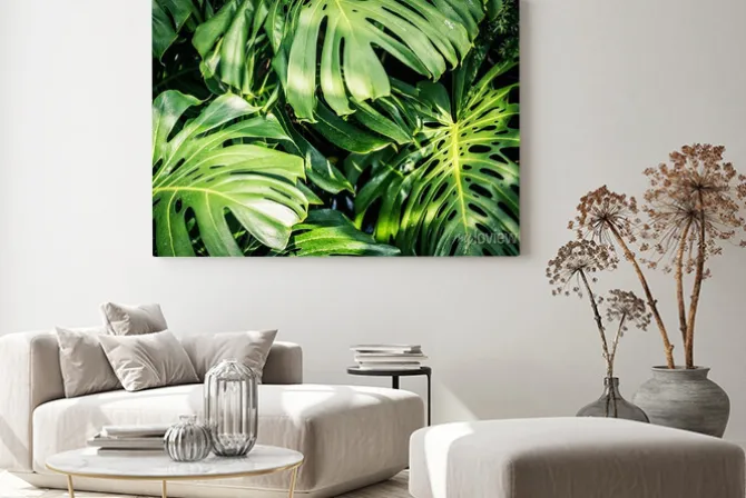 Obraz: Piękne zielone liście tropikalne monstera