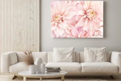 Obraz: Pink delicate blossoming dahlias, summer blooming flowers festive