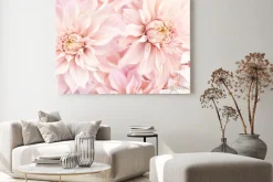 Obraz: Pink delicate blossoming dahlias, summer blooming flowers festive