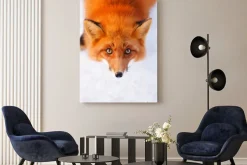 Obraz: Portret rudego lisa w zimie