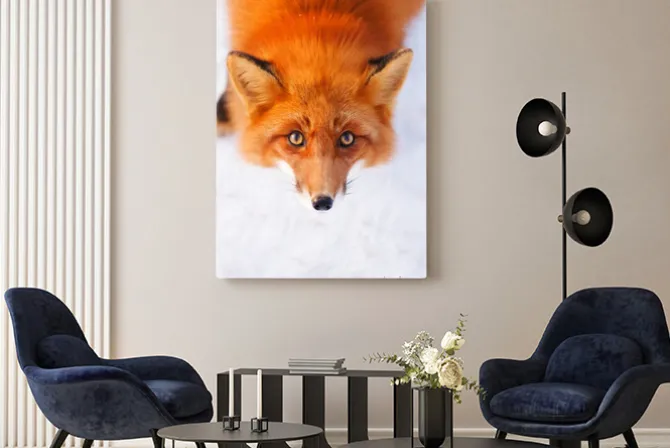 Obraz: Portret rudego lisa w zimie