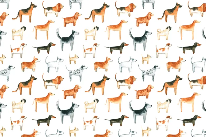 Obraz: Rasowe psy na białym tle