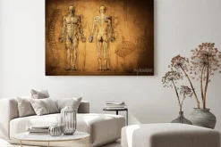 Obraz: Rysunek anatomiczny mężczyzny z widokiem z tyłu i przodu