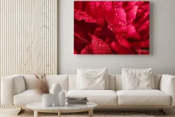 Obraz: Saturated pink background of peony petals. blooming peony flower