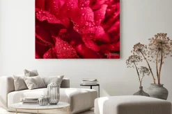 Obraz: Saturated pink background of peony petals. blooming peony flower