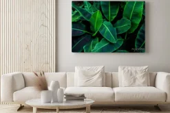 Obraz: Tropical banana leaf concept, natural green banana leaf, green