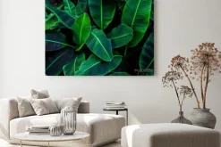 Obraz: Tropical banana leaf concept, natural green banana leaf, green
