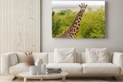 Obraz: Żyrafa