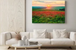 Obraz: Zachód słońca nad łąką pełną maków