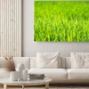 Obraz: Zielona trawa