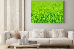 Obraz: Zielona trawa