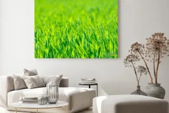 Obraz: Zielona trawa