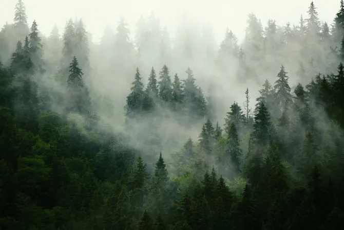 Obraz: Zielone drzewa iglaste pokryte mgłą