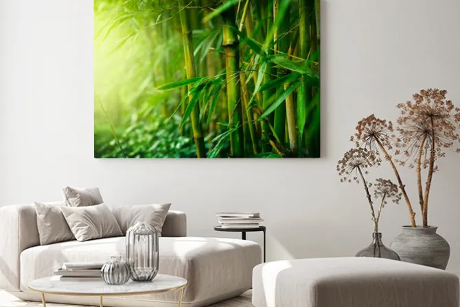 Obraz: Zielone pędy bambusa