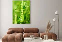 Obraz: Zielony groszek