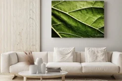 Obraz: Zielony liść