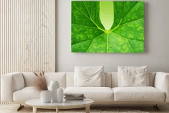 Obraz: Zielony liść w tle