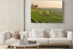 Obraz: Zielony wzór farm herbata w godzinach porannych